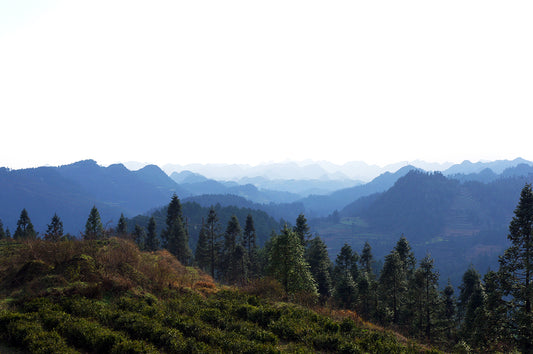 Finding Tranquility in Every Sip with quality tea of eatteagoo